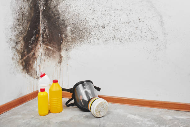 Best Professional Mold Removal  in Alexandria, IN