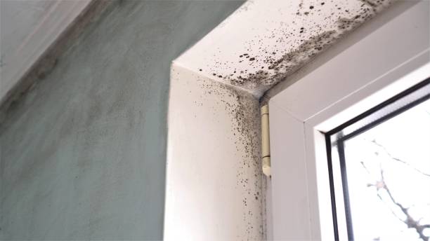 Best Black Mold Removal  in Alexandria, IN
