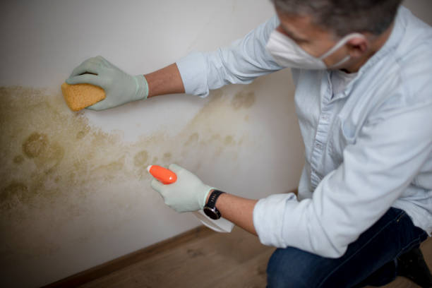 Best Fast Mold Removal  in Alexandria, IN
